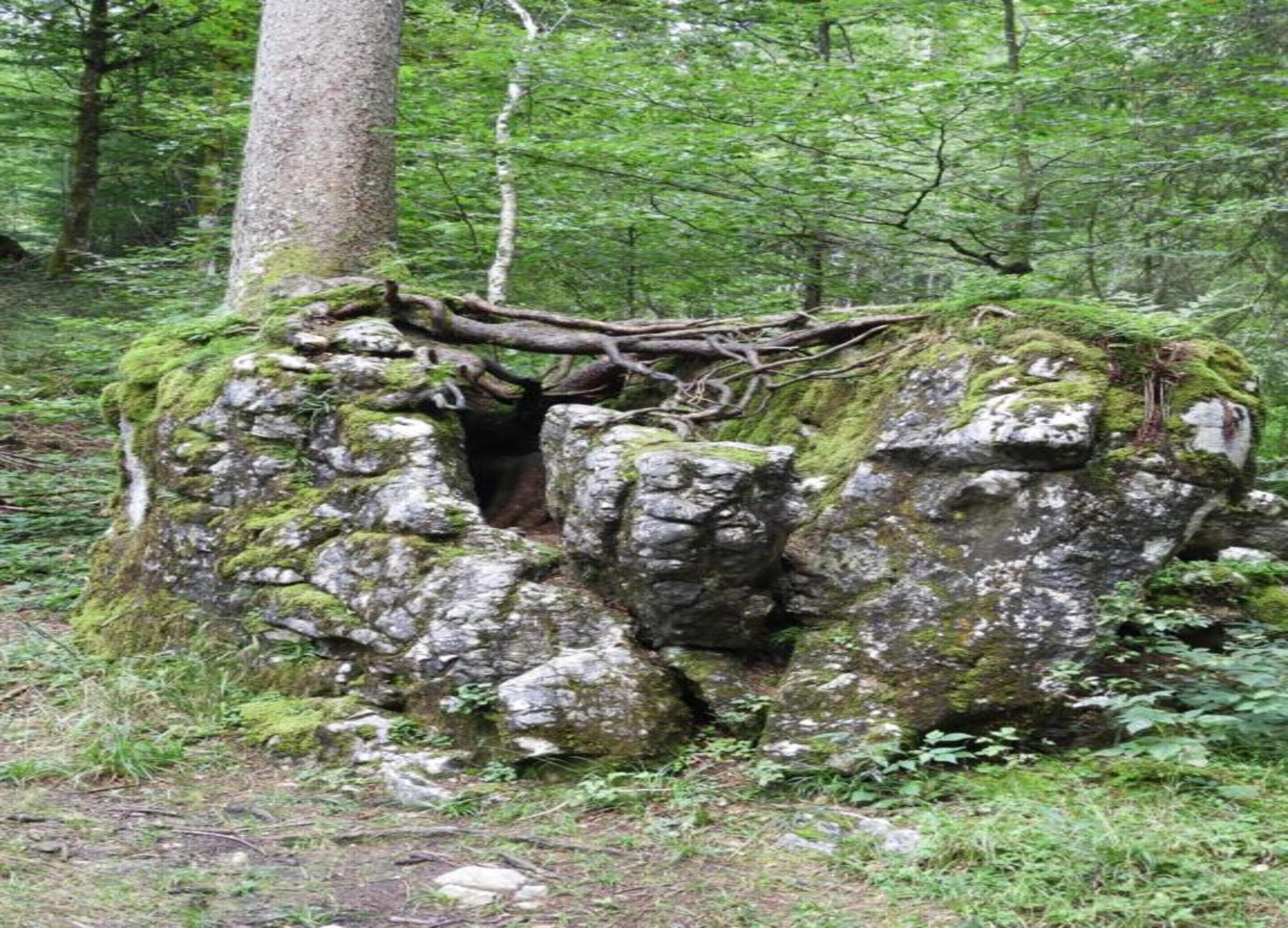 A natural rock formation with moss and a fallen tree branch in a forest.