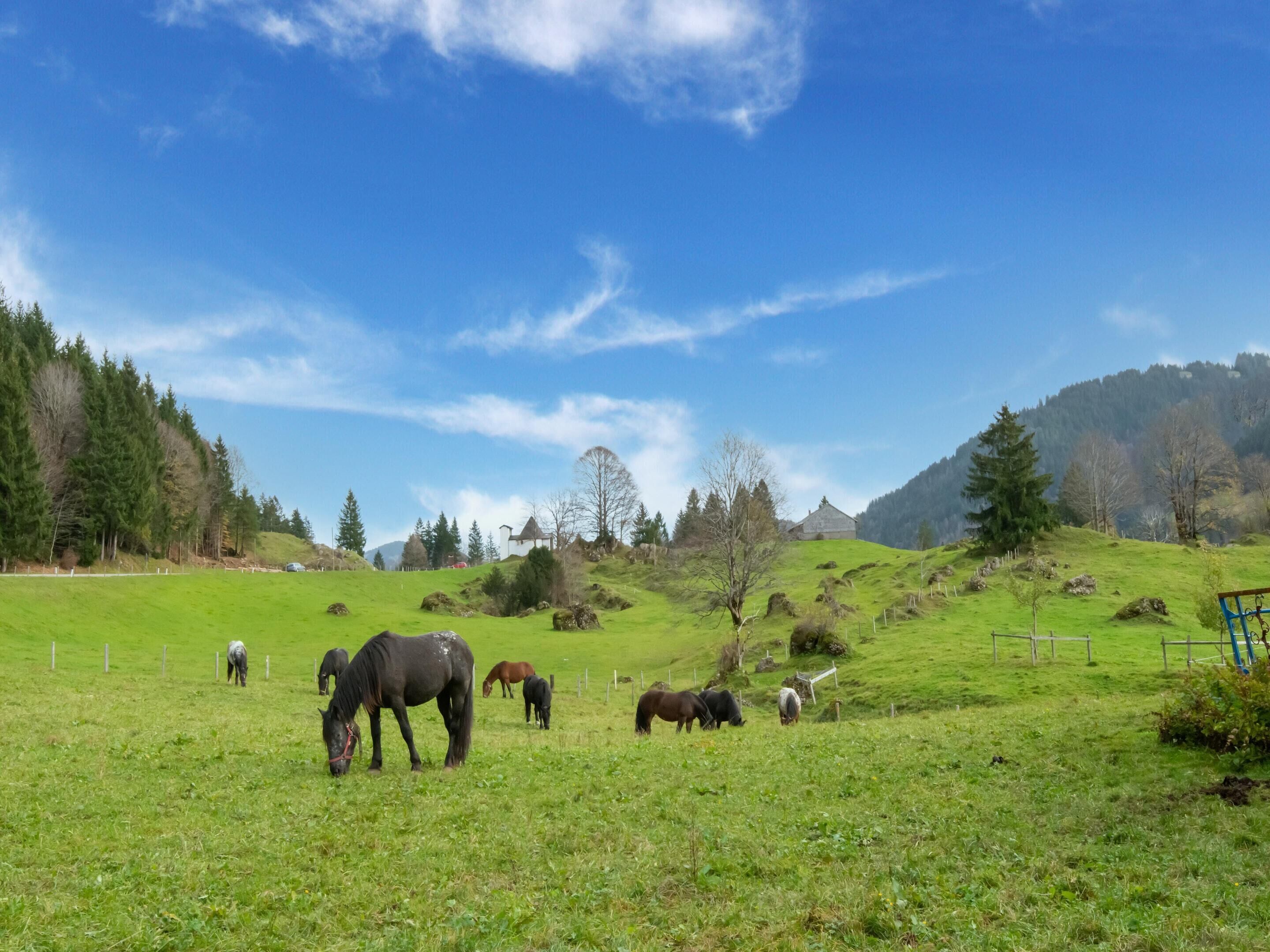 A serene pasture with horses grazing, surrounded by lush greenery and a clear blue sky.