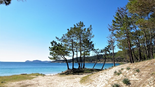 Una playa con arena, árboles y un cielo azul despejado.