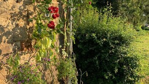 A garden with a rose bush and a small tree in a planter box against a stone wall. - Holiday Apartment in Beautiful Hunningen (Buellingen)