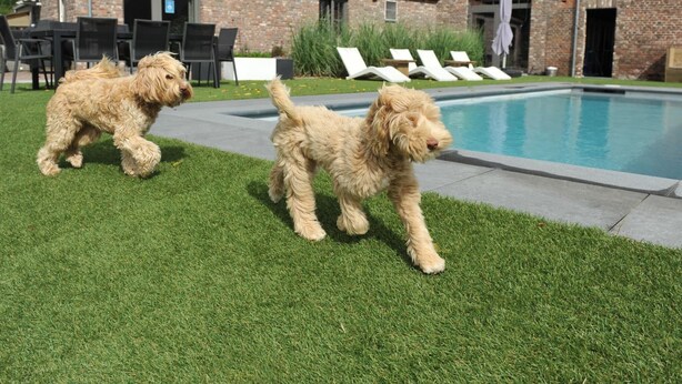 A backyard with a swimming pool, two dogs, and a brick house. - Vlaanderen Cozy Cottage (Maasmechelen)