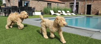 Vlaanderen Cozy Cottage