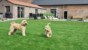 A backyard with a brick house, a swimming pool, and two dogs. - Vlaanderen Cozy Cottage (Maasmechelen)