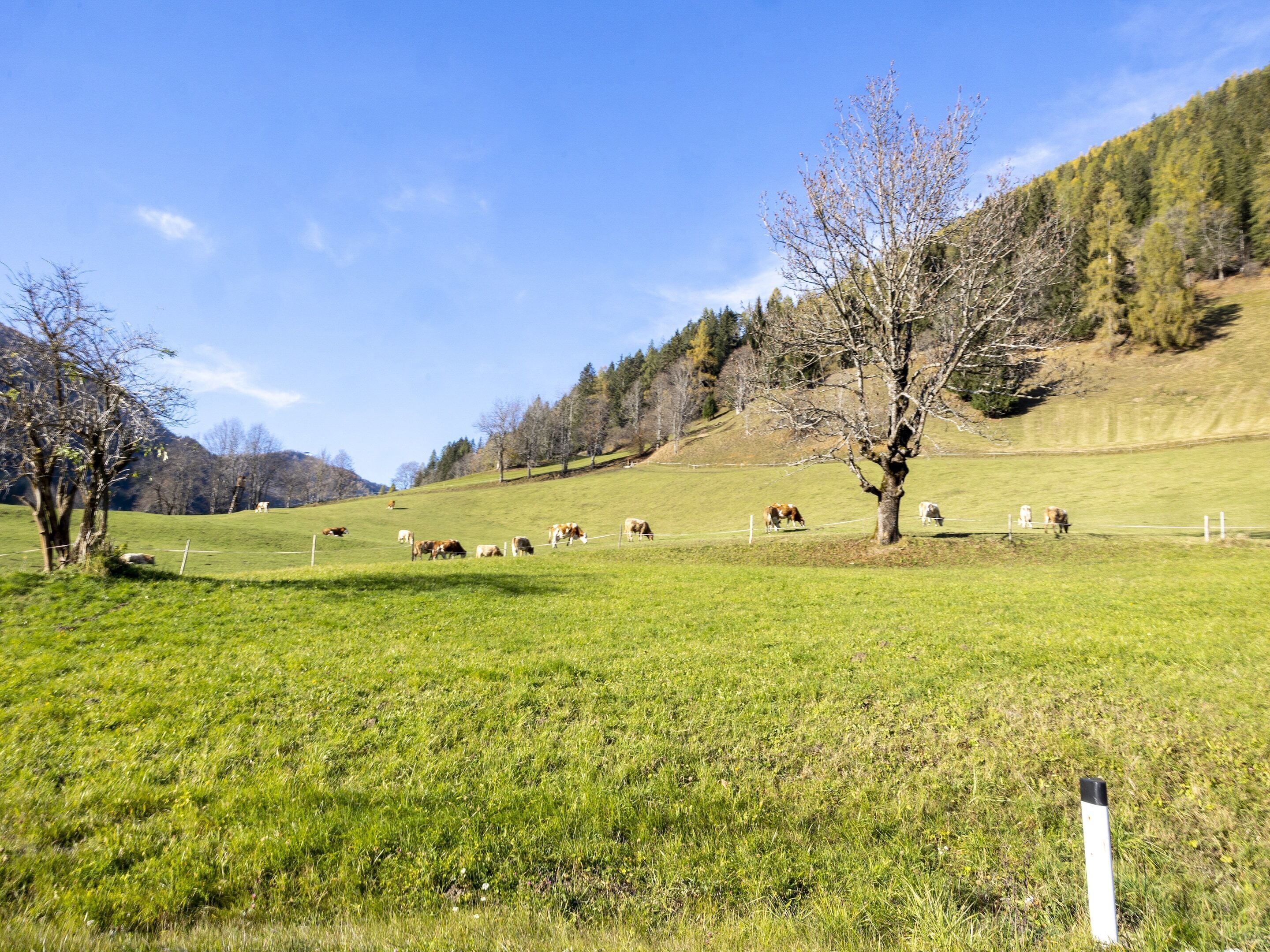 A rural landscape with a grassy field, trees, and a fence.
