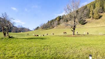 A rural landscape with a grassy field, trees, and a fence.
