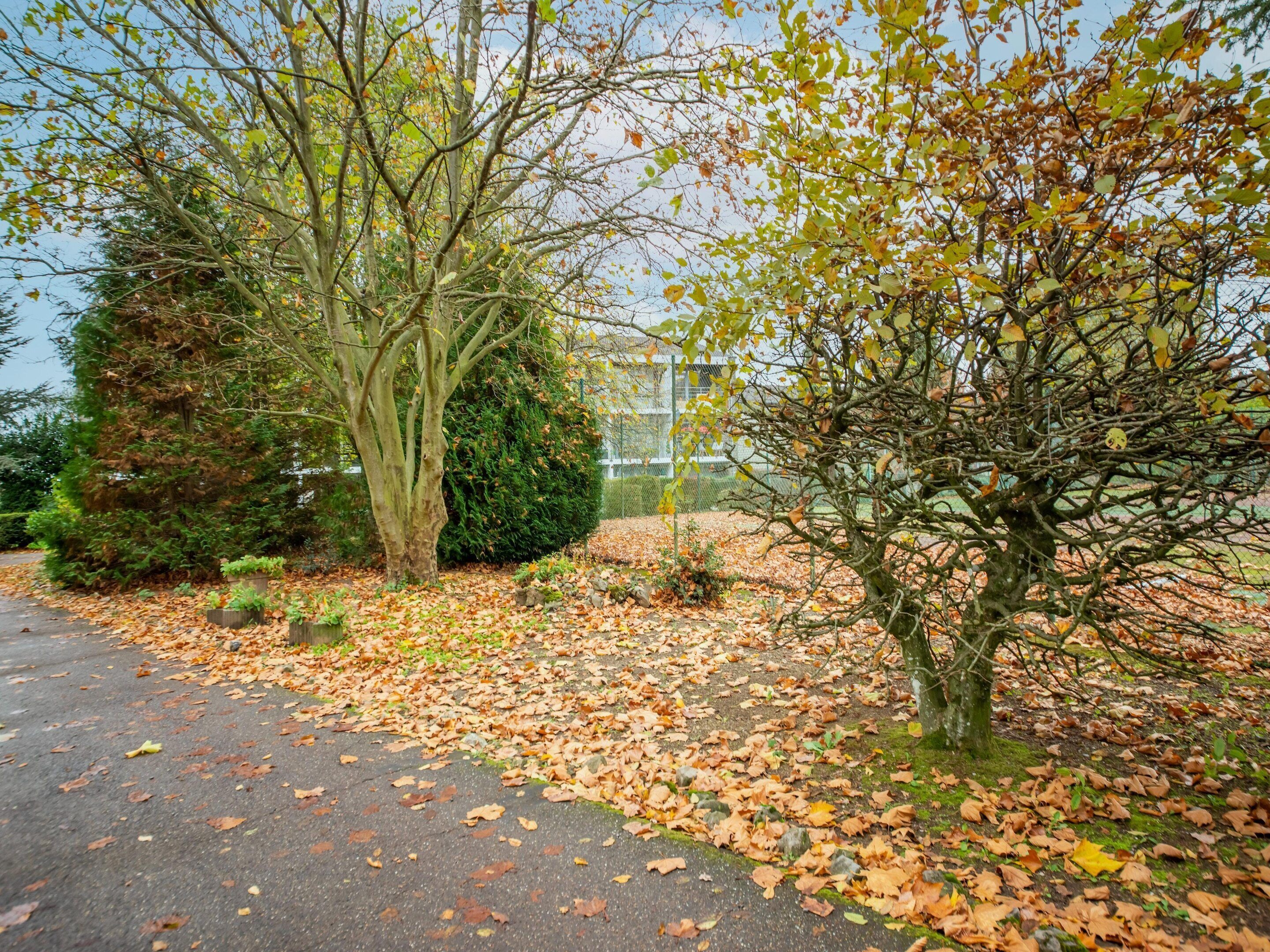 A paved pathway with scattered fallen leaves, surrounded by trees and a hedge.