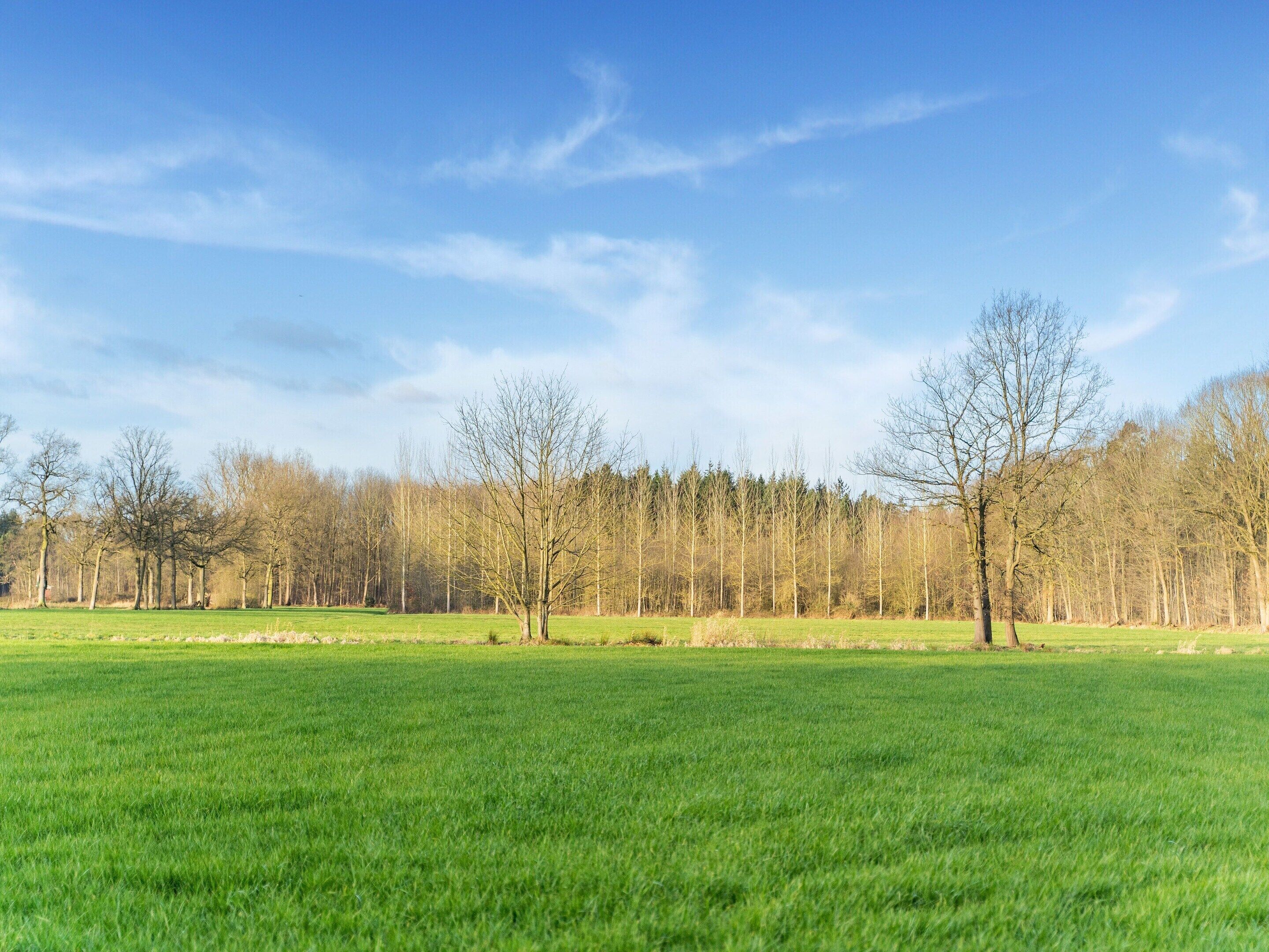 A wide, open field with a line of trees in the background under a clear sky.
