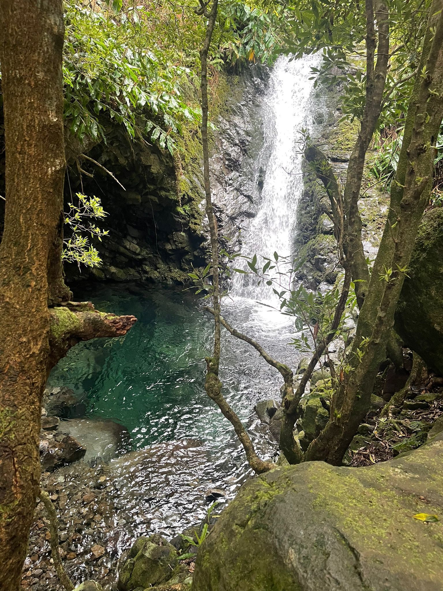 A waterfall in a forested area with clear water and surrounding rocks.