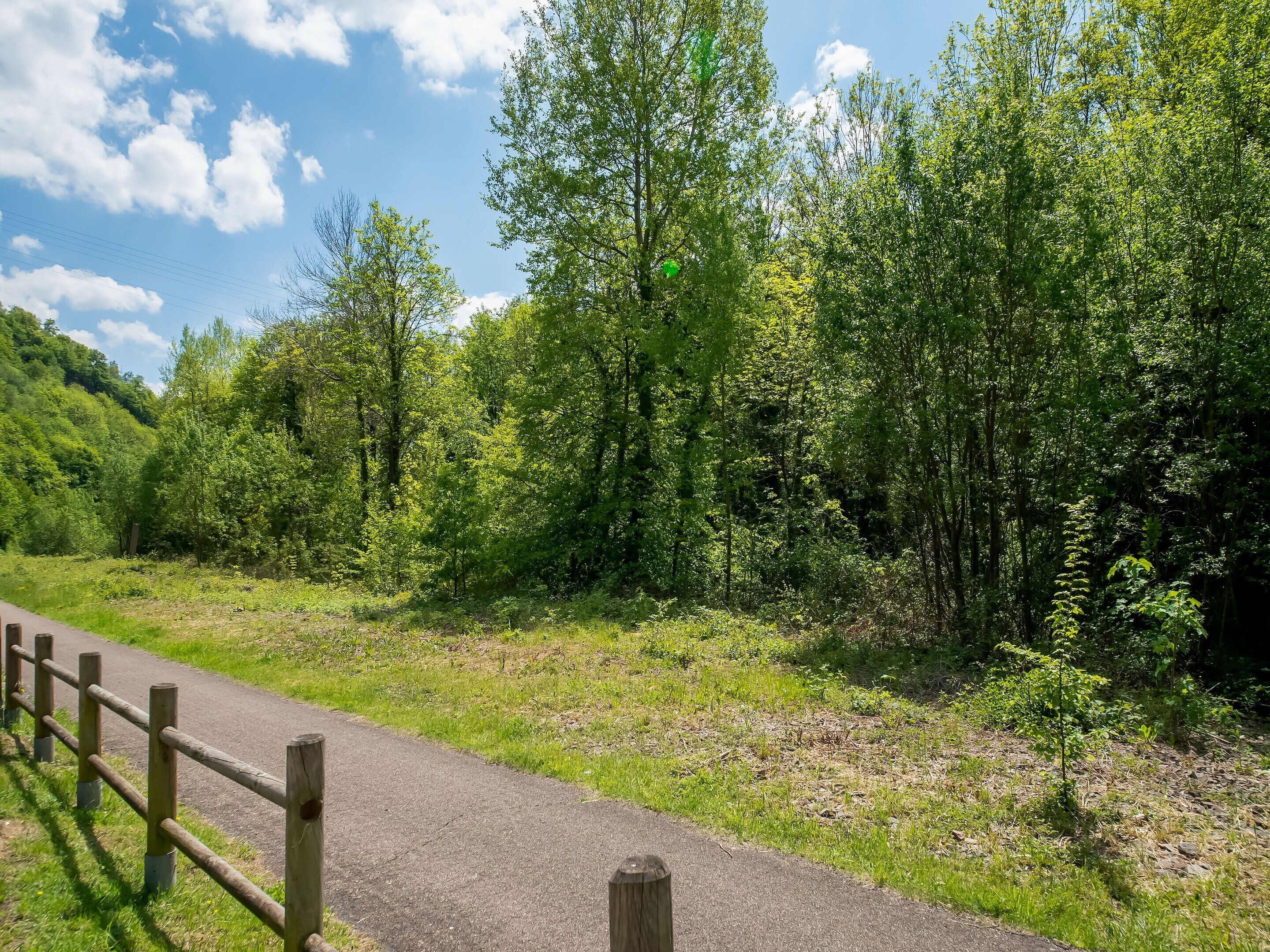 A paved path with wooden posts, surrounded by dense green foliage and trees.