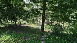 A forested area with a clear path and trees. - Villa in Durbuy With Jacuzzi & Golf Access (Durbuy)