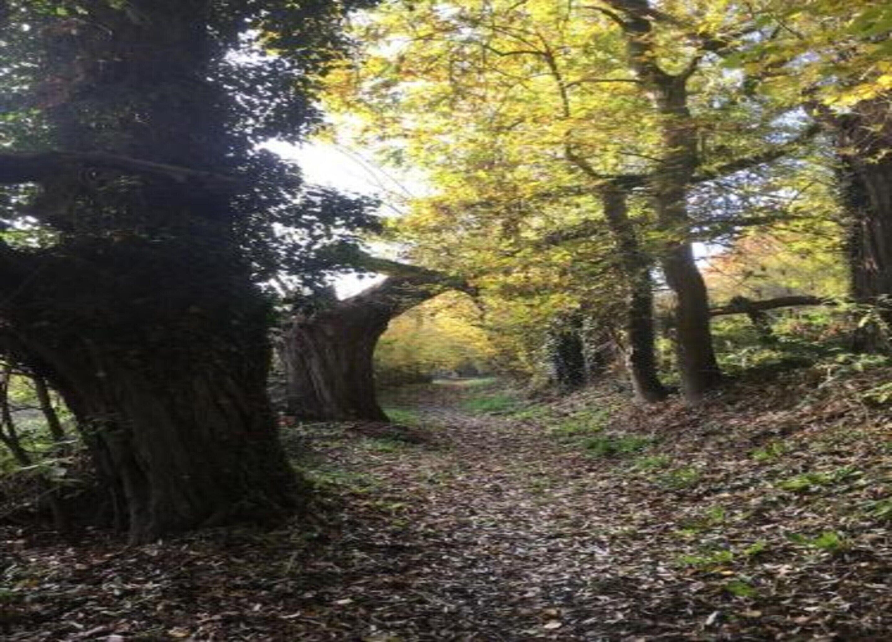 A forest path with large trees and a leaf-covered ground.