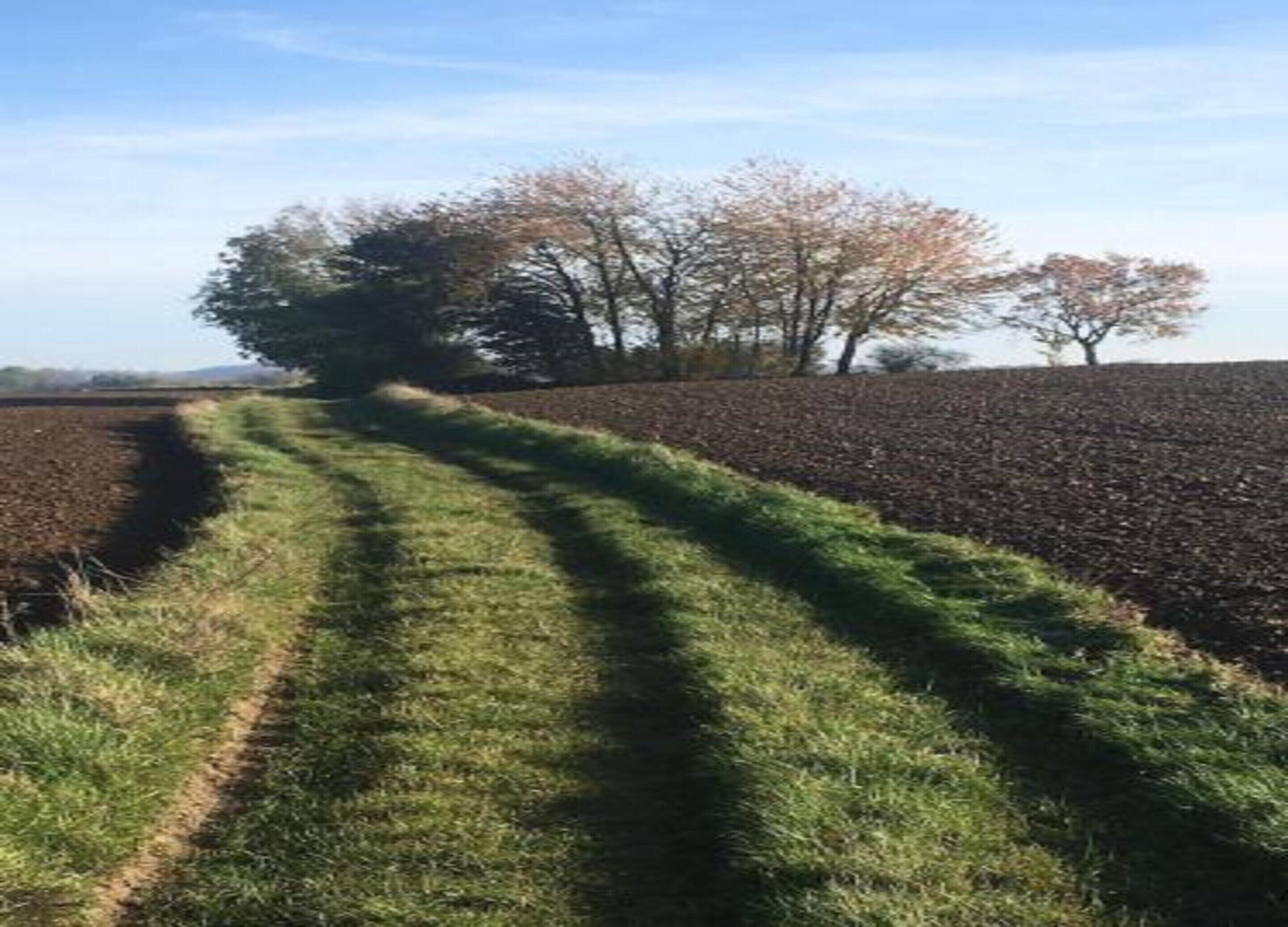 Paisaje rural con un camino de tierra que atraviesa un campo de cultivo y una fila de árboles al fondo.
