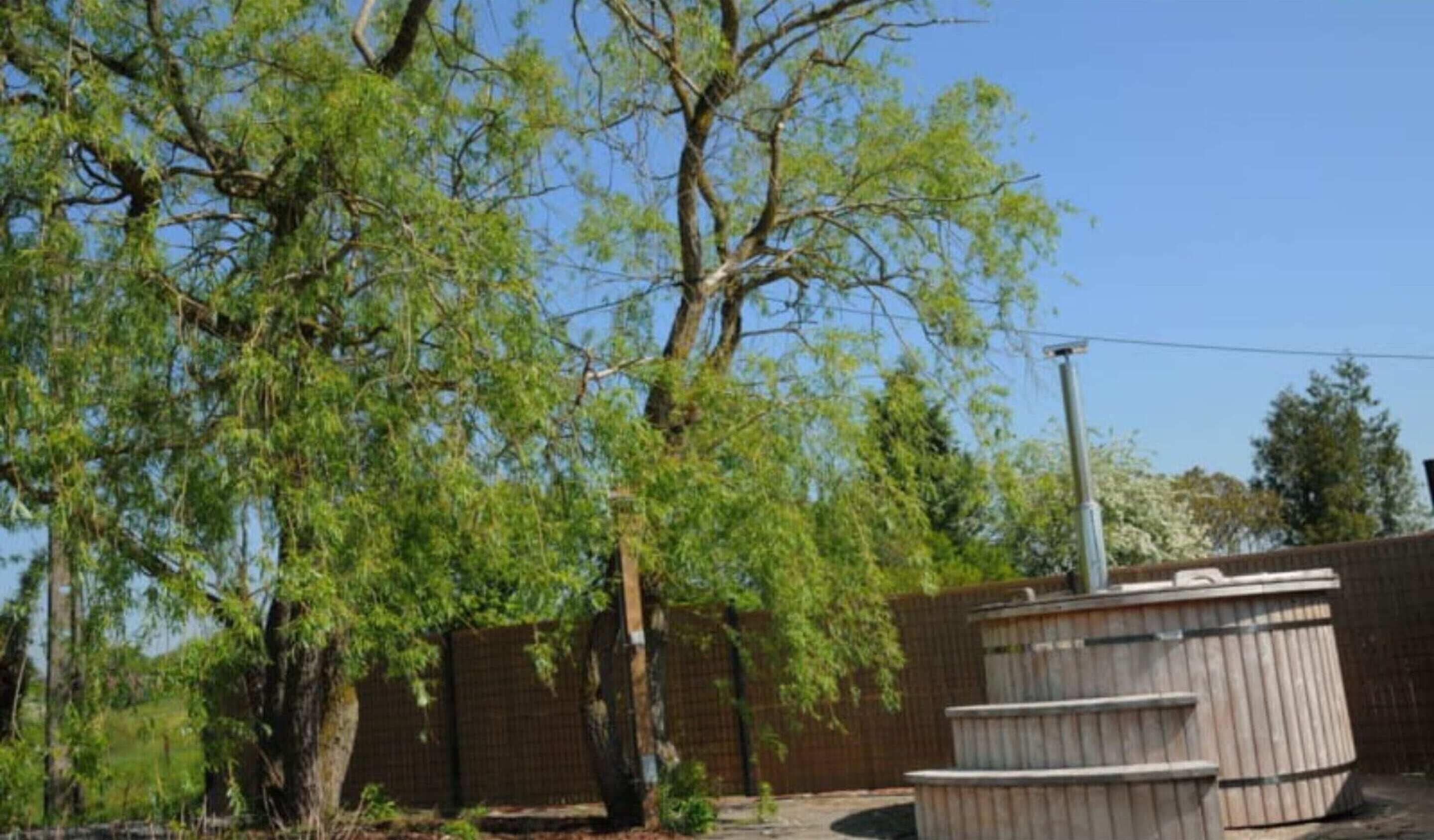Un espace extérieur clôturé, avec un grand arbre et une structure en bois.