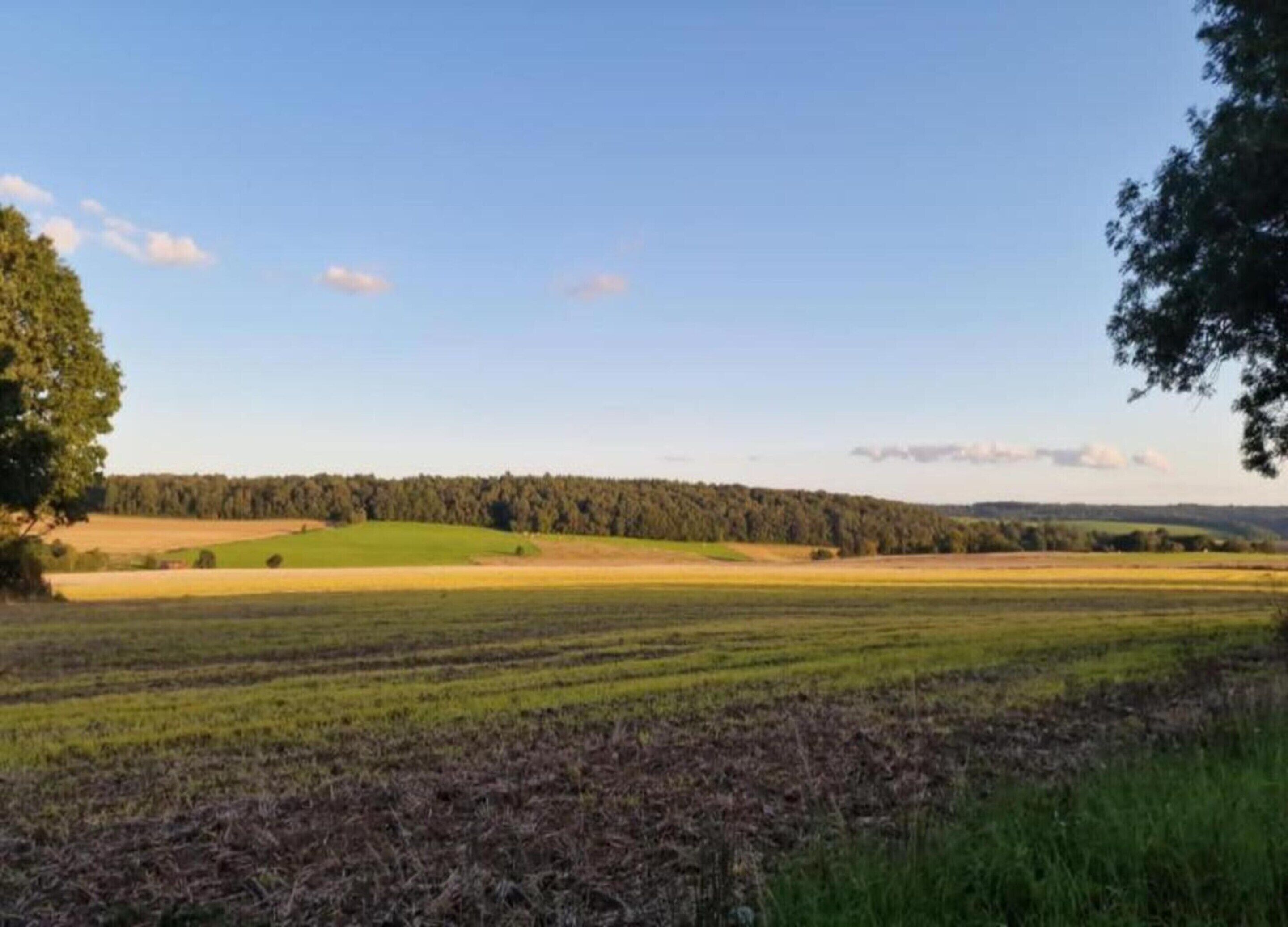 Un paisaje rural con campos, un bosque al fondo y un cielo despejado.