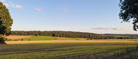 Un paisaje rural con campos, un bosque al fondo y un cielo despejado.