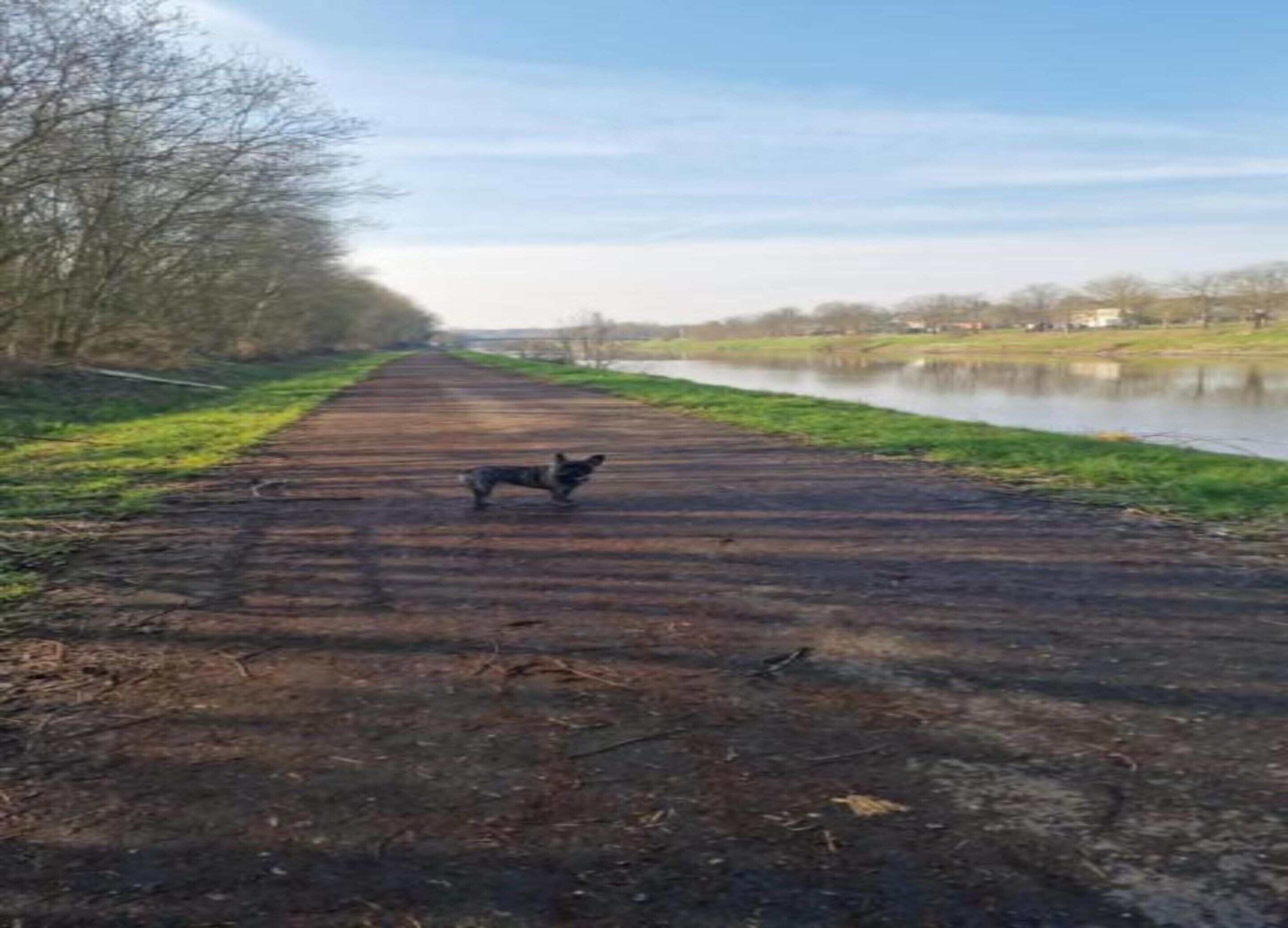 Ein Hund steht auf einem schlammigen Pfad neben einem Fluss.