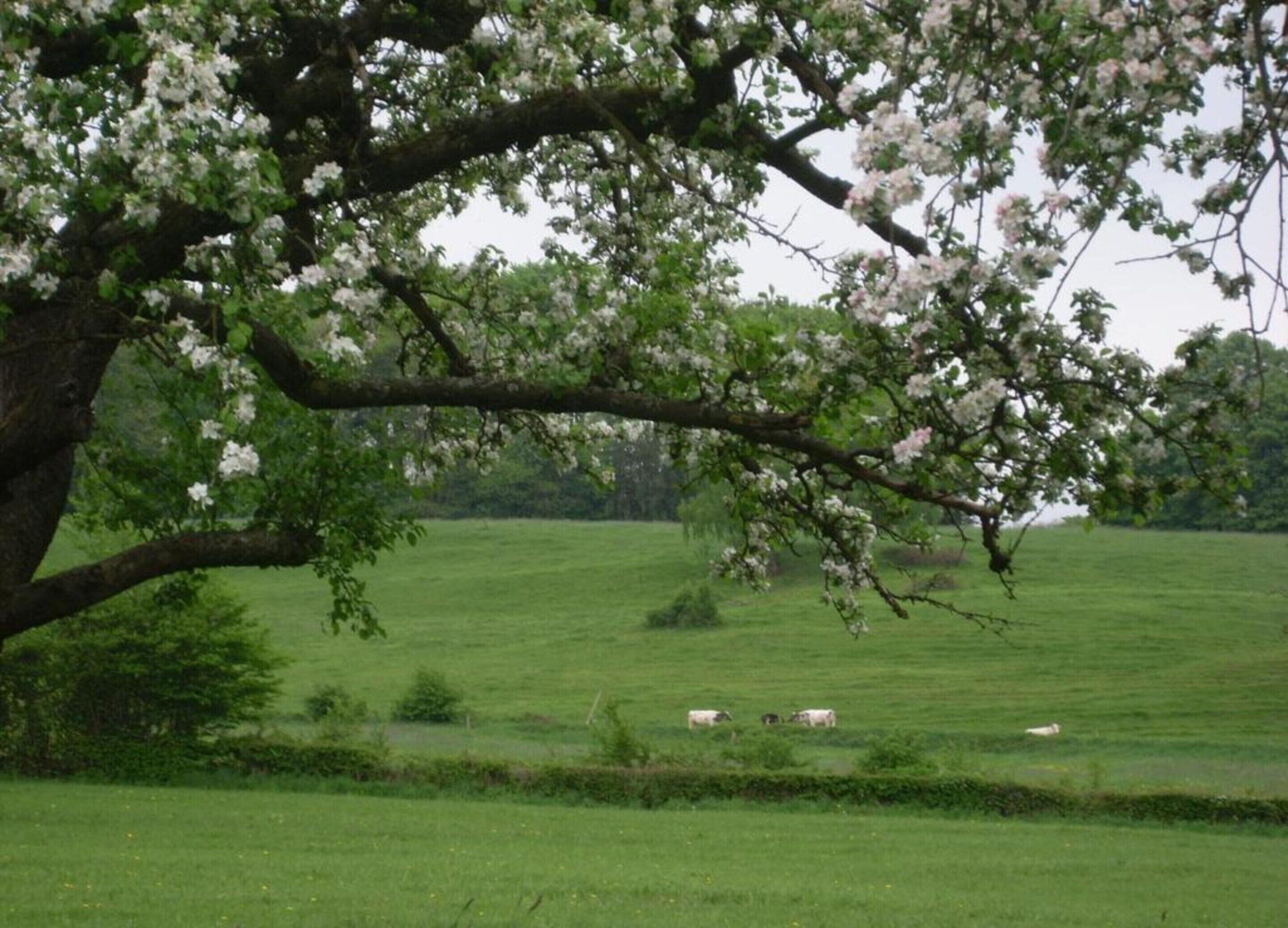 Un paisaje rural con un árbol grande al frente y un campo con animales pastando al fondo.