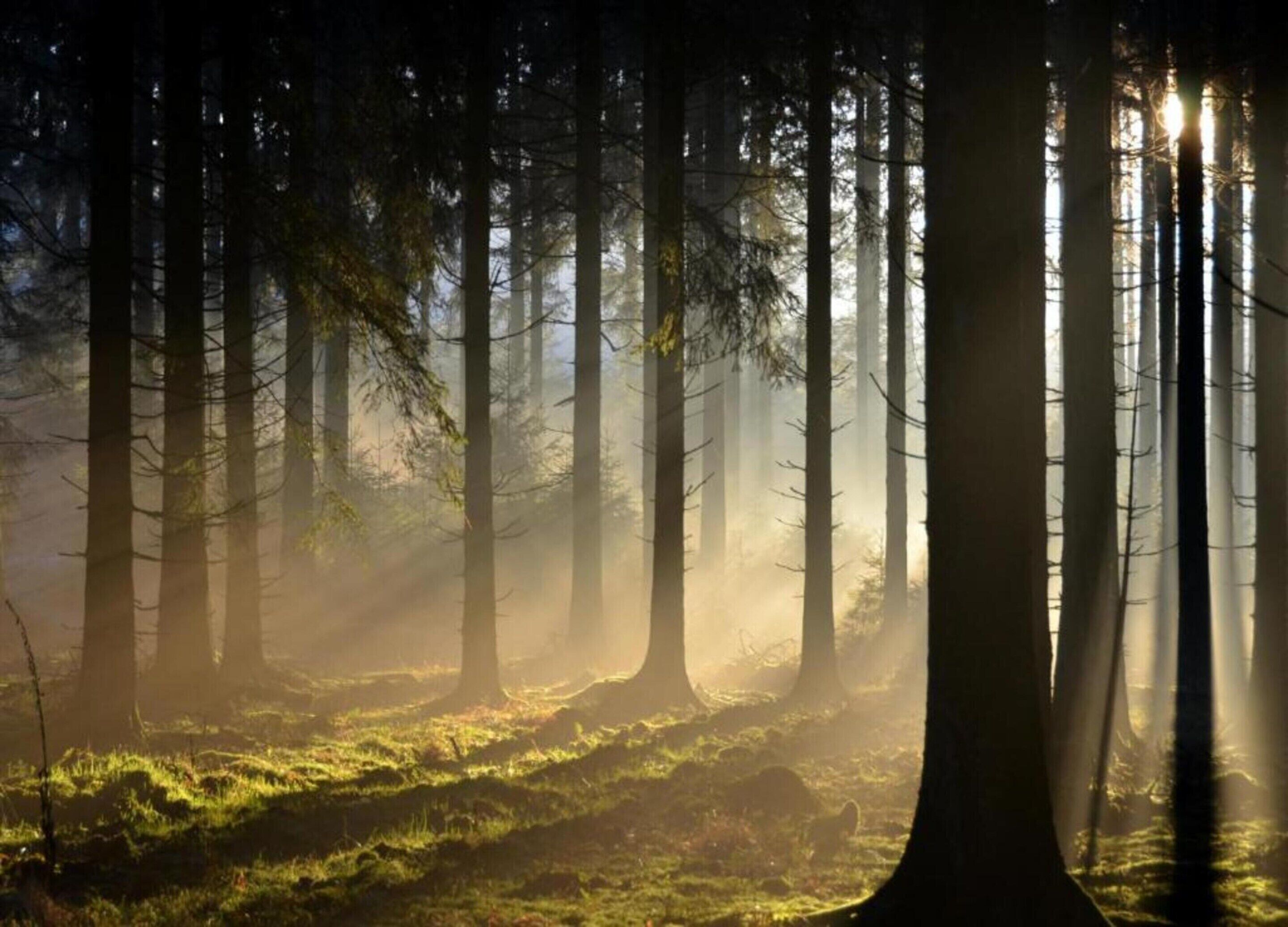 Une forêt où les arbres sont hauts et où la lumière du soleil filtre à travers la canopée.