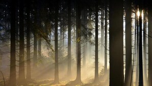 Metsä, jossa on korkeita puita ja auringonvalo siivilöityy lehtien läpi.