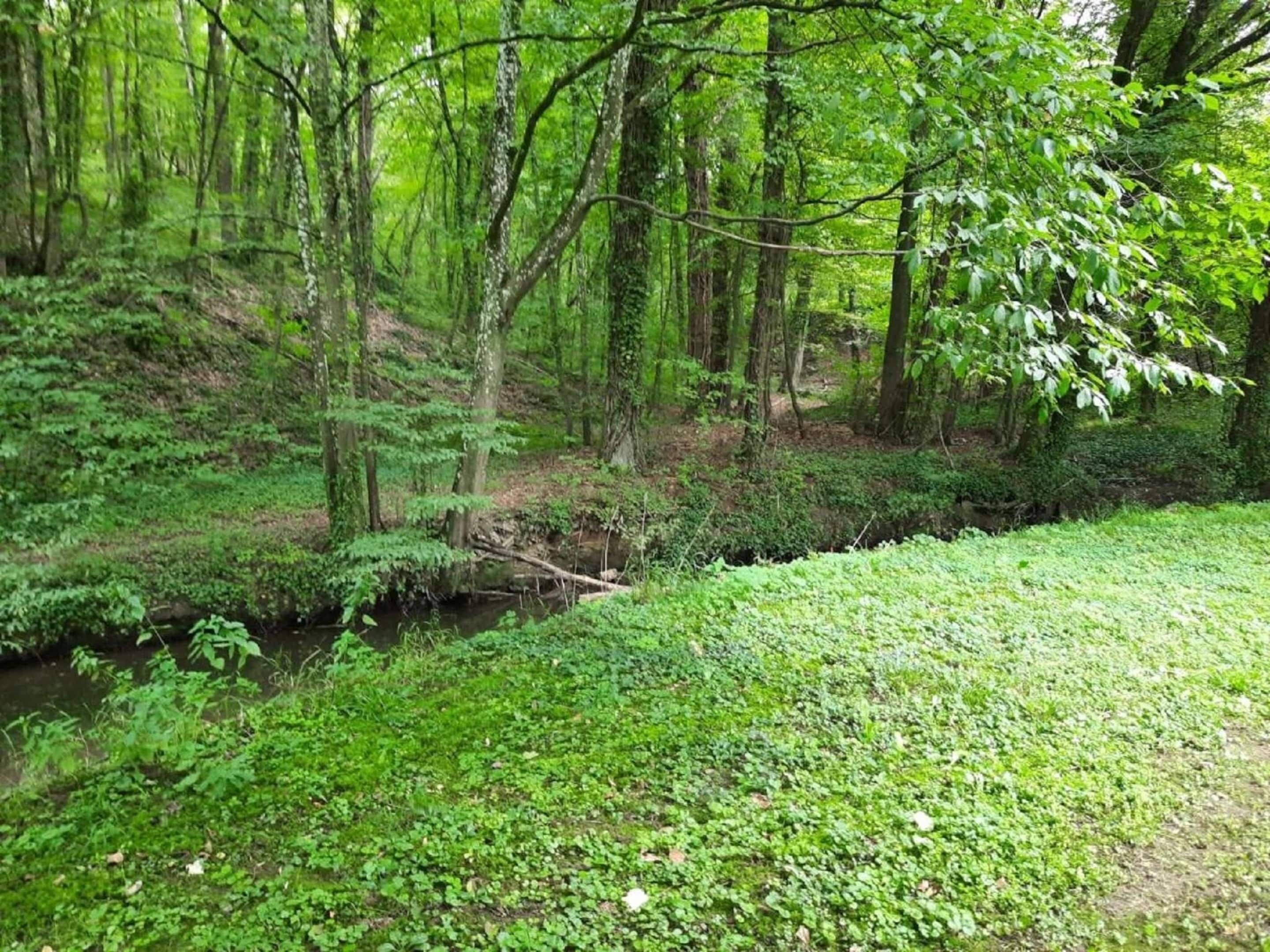 Een bebost gebied met een beek, weelderige begroeiing en bomen.
