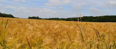 A field of golden wheat under a clear sky.