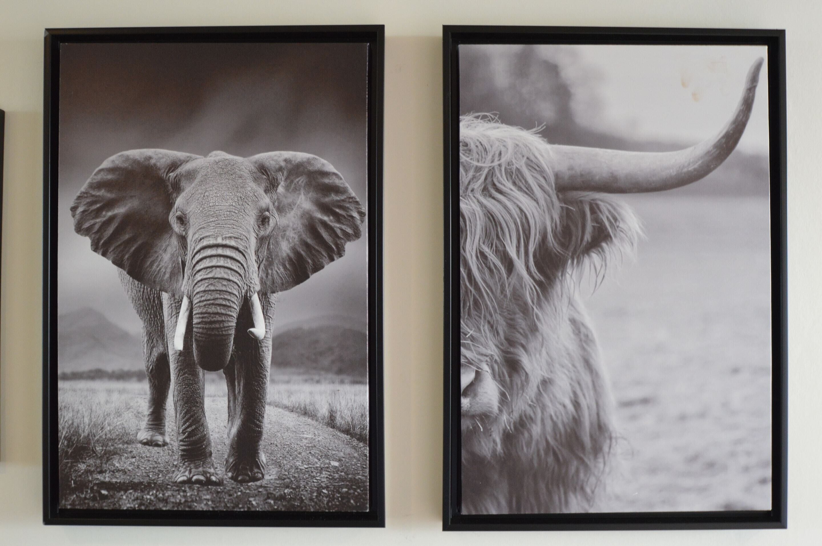 Two framed wildlife photographs, one of an elephant and one of a yak, mounted on a wall.
