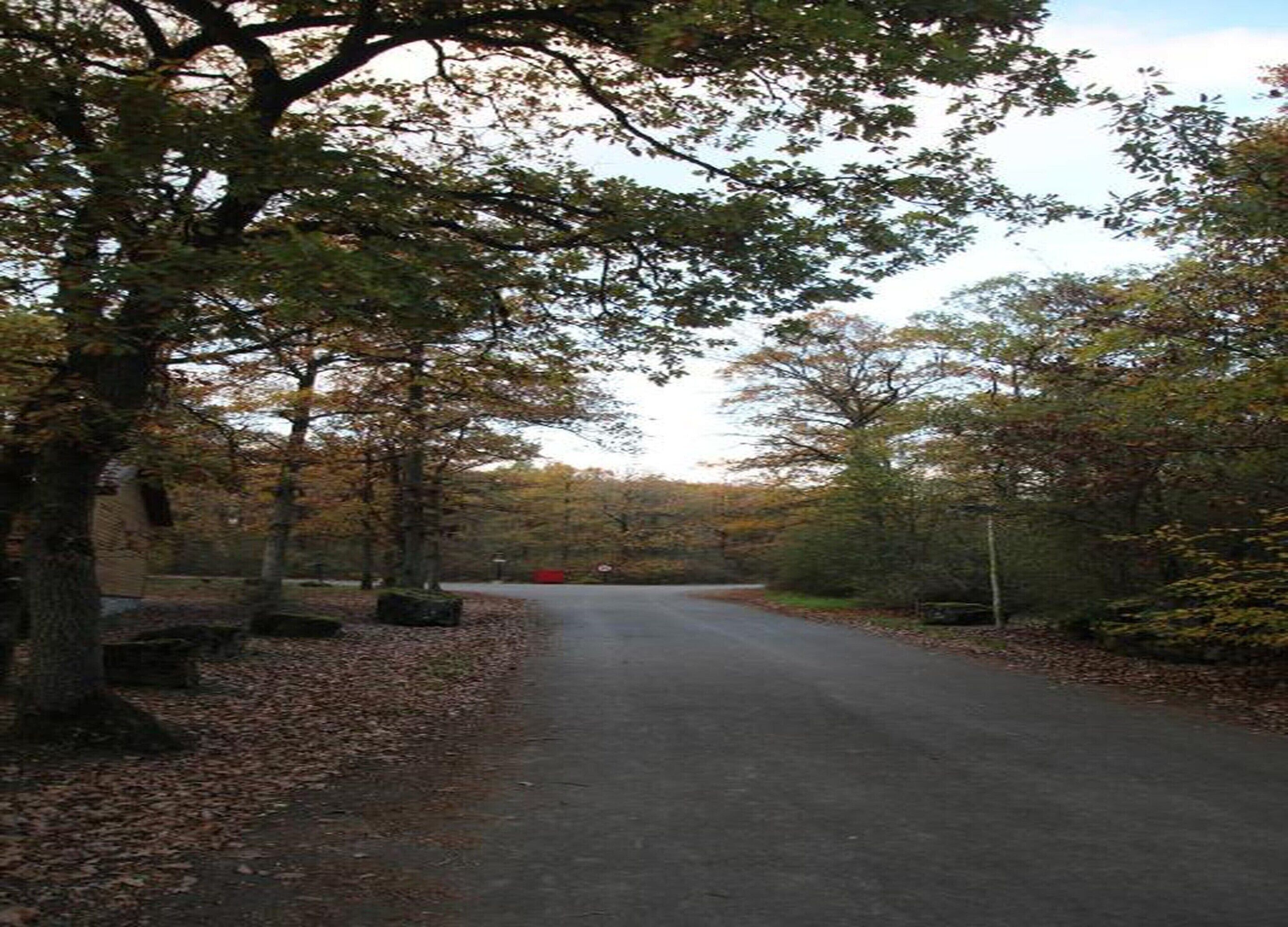 A paved road flanked by trees with autumn leaves, leading into a forested area.