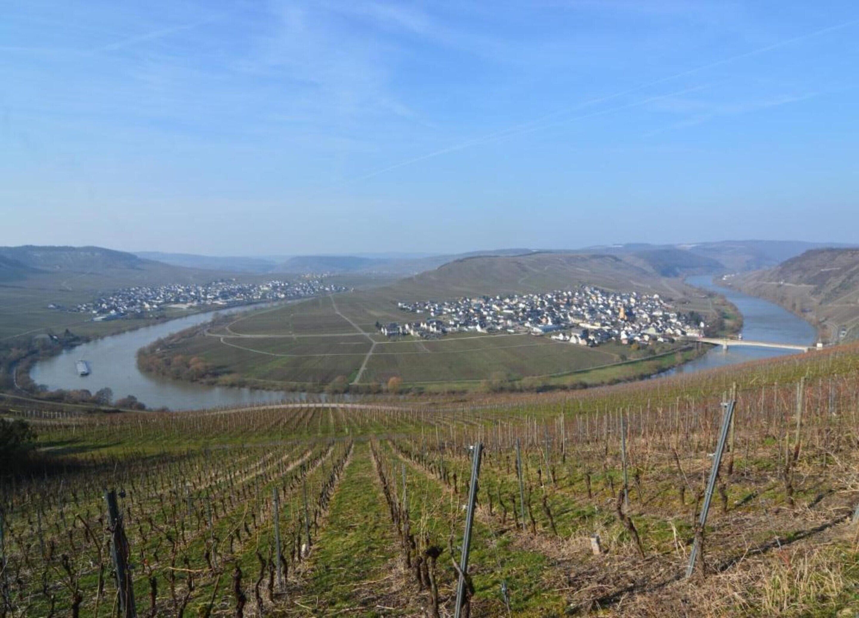 A vineyard with rows of grapevines and a river in the background.