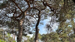 A forested area with a cabin and parked cars. - Holiday Home With Direct Access to the Beach (Ostseebad Baabe)
