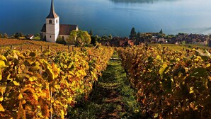 Un vignoble où s’alignent les rangées de vignes, menant à une église dotée d’un clocher imposant, qui surplombe un lac paisible et des montagnes lointaines.
