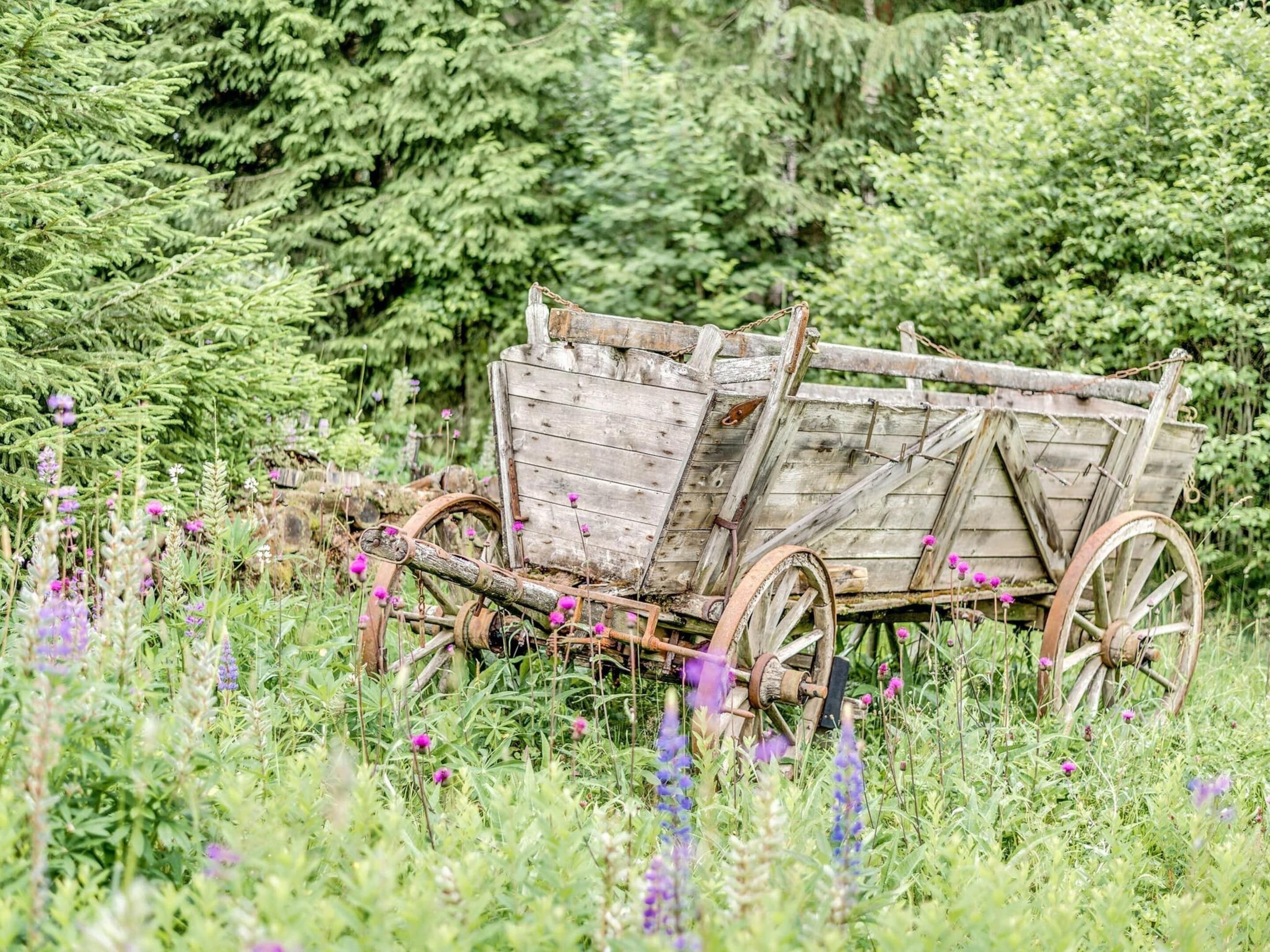 Een oude houten kar in een veld met paarse bloemen en groene bladeren.
