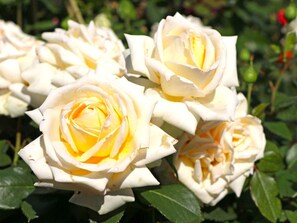 Un grupo de rosas blancas con centros amarillos, rodeadas de follaje verde.