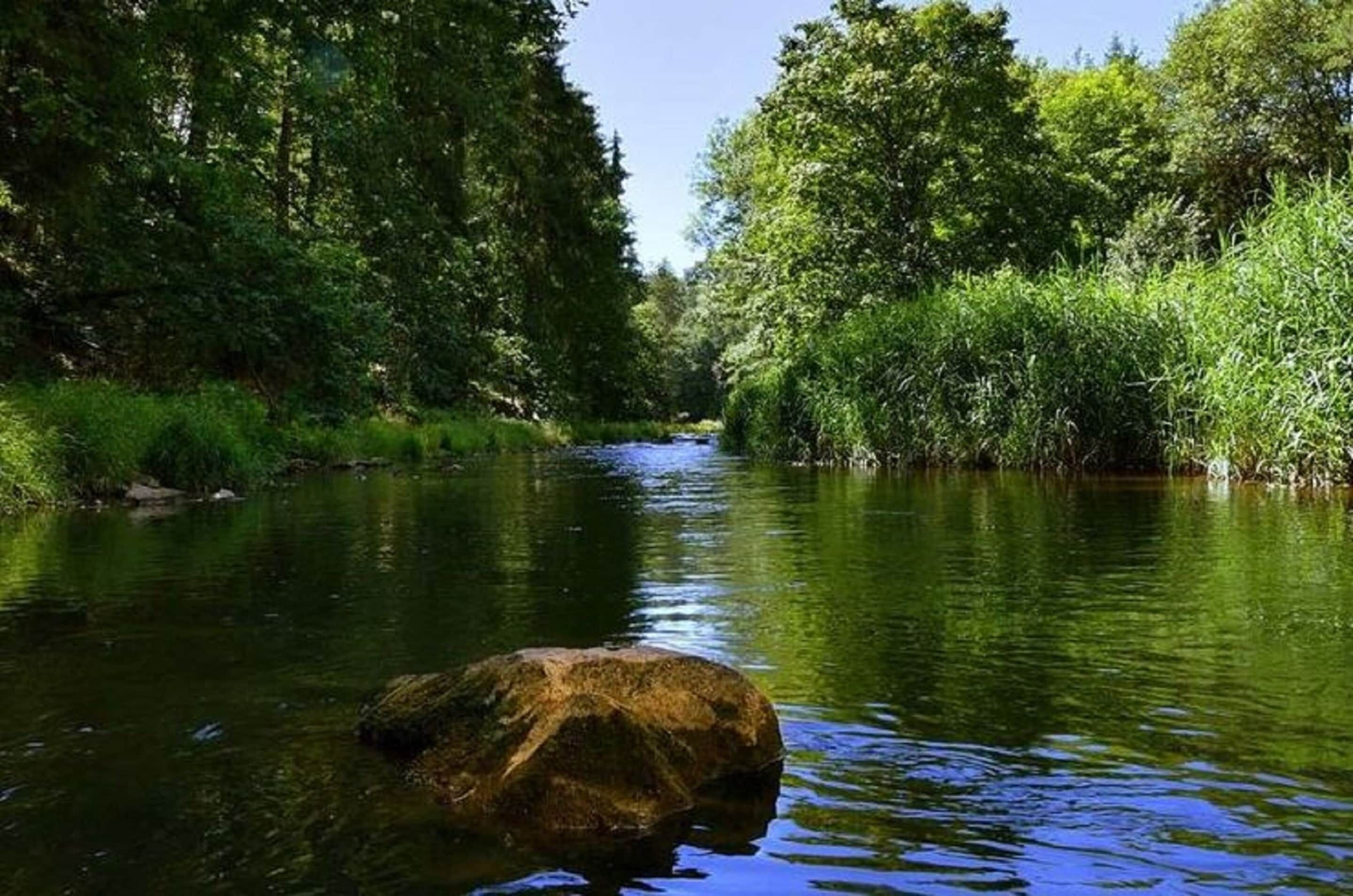 A river surrounded by dense greenery.