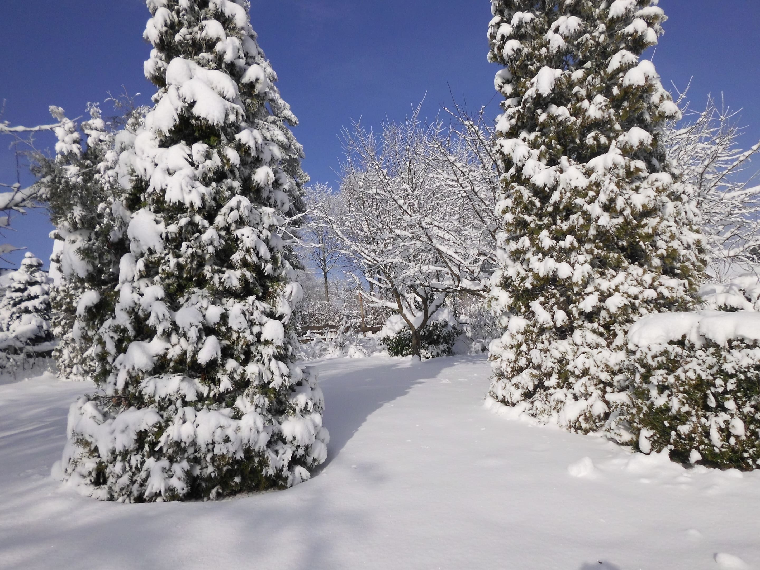 A snow-covered landscape with tall evergreen trees and a clear blue sky.