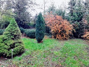 A garden with various types of trees and shrubs, including a tall coniferous tree and a bush with orange leaves.