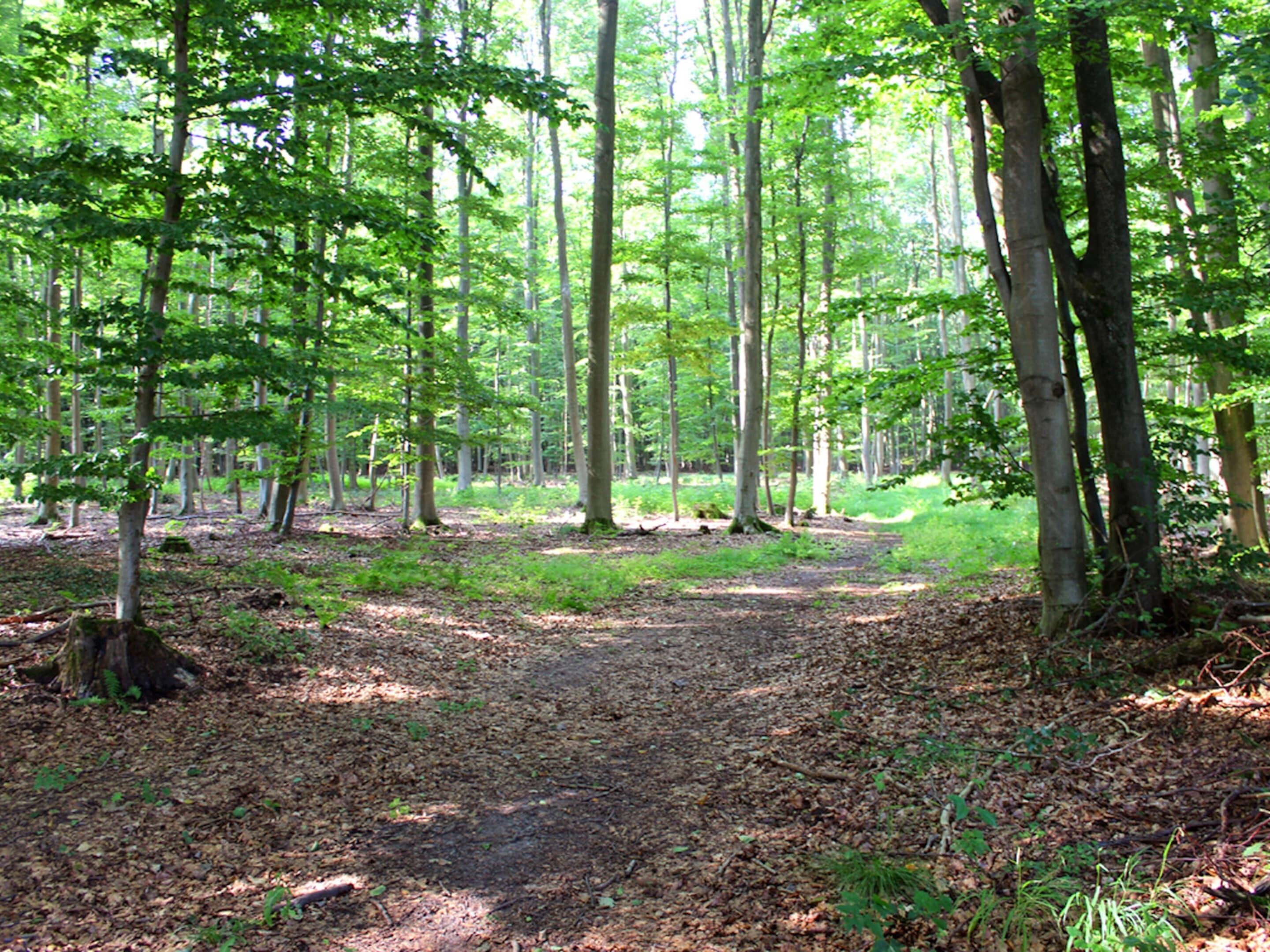 Ein bewaldetes Gebiet mit einem Feldweg hindurch.