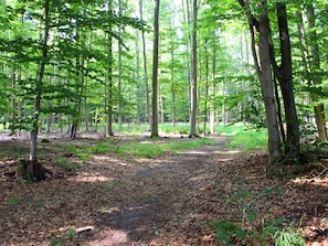 A forested area with a dirt path leading through it. - Wohnung im Teutoburger Wald (Blomberg)