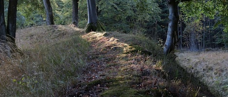 A forest path with sunlight filtering through the trees.