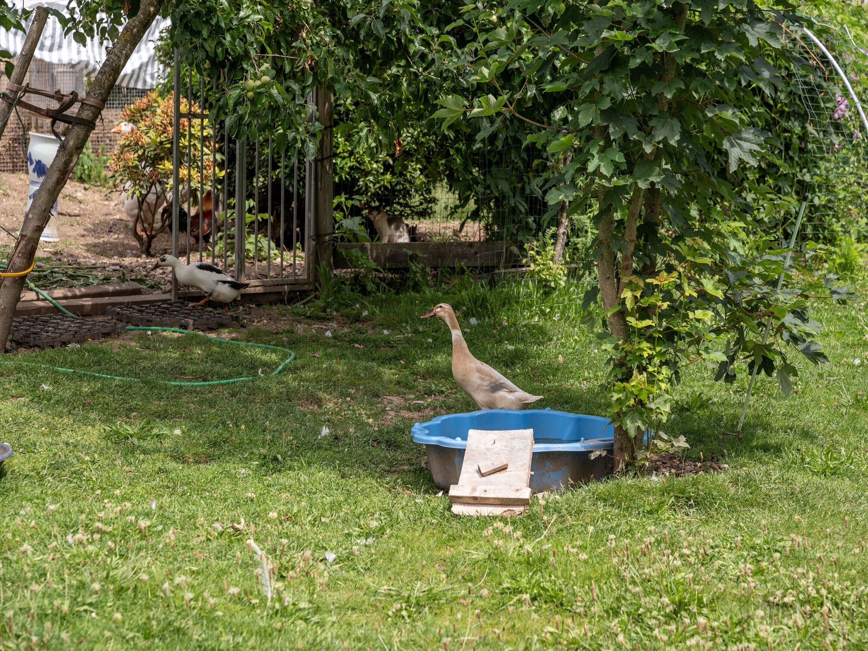 House | Garden