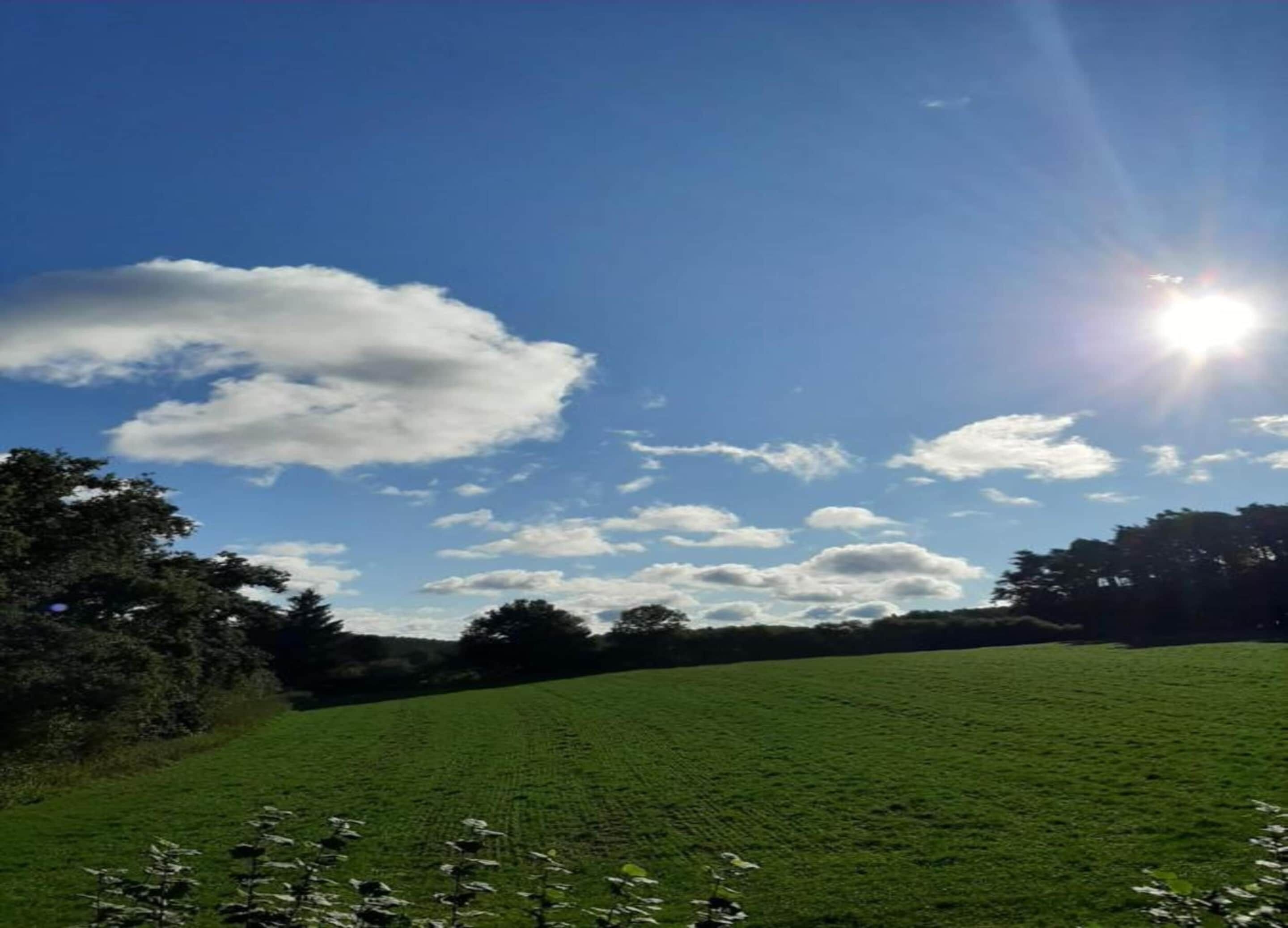A grassy field with a clear sky and sun shining.