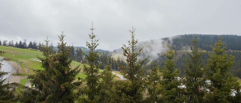 A view of a forested area with a road and a body of water in the background.