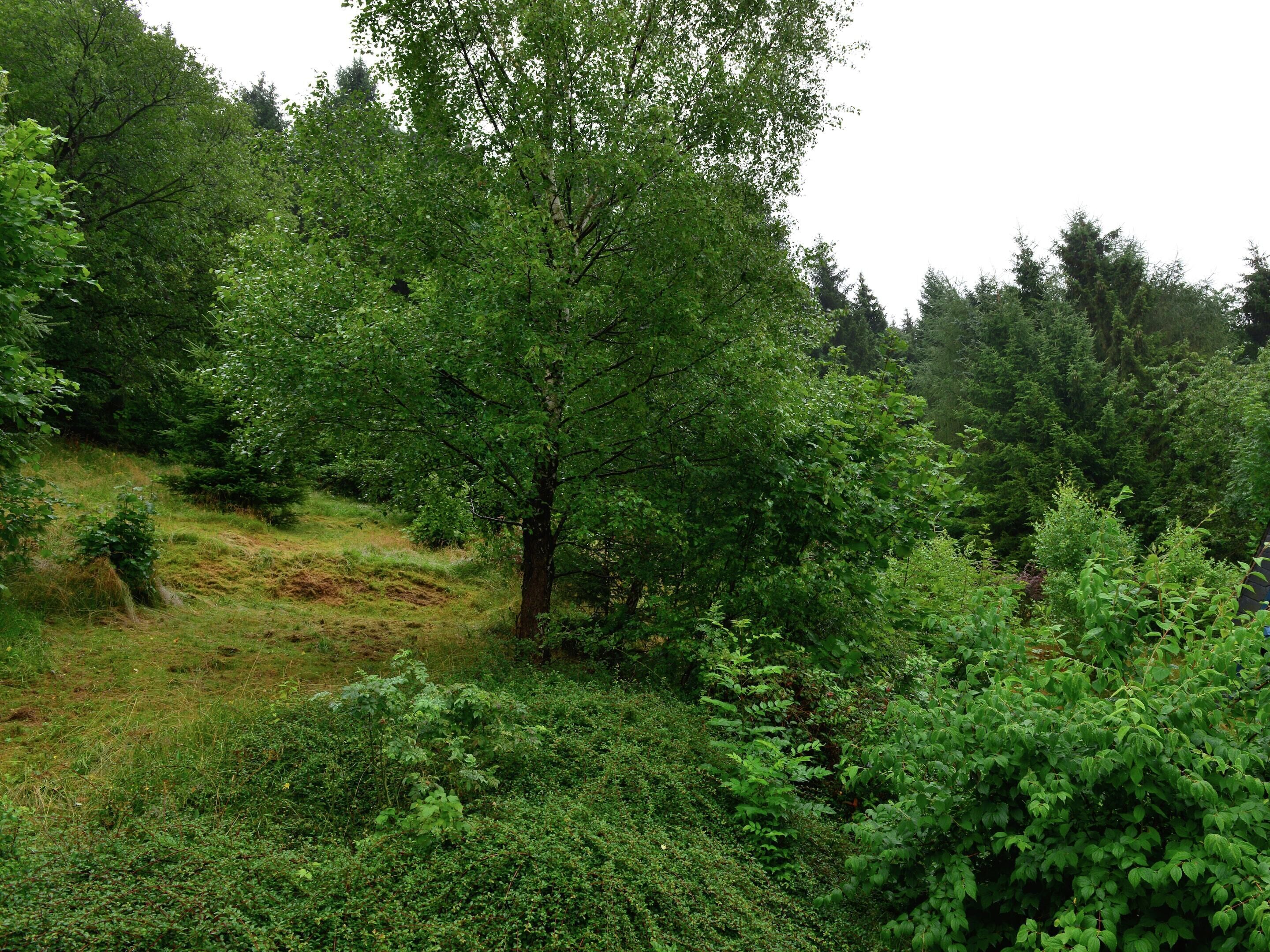 Una fitta foresta con diversi alberi e sottobosco.