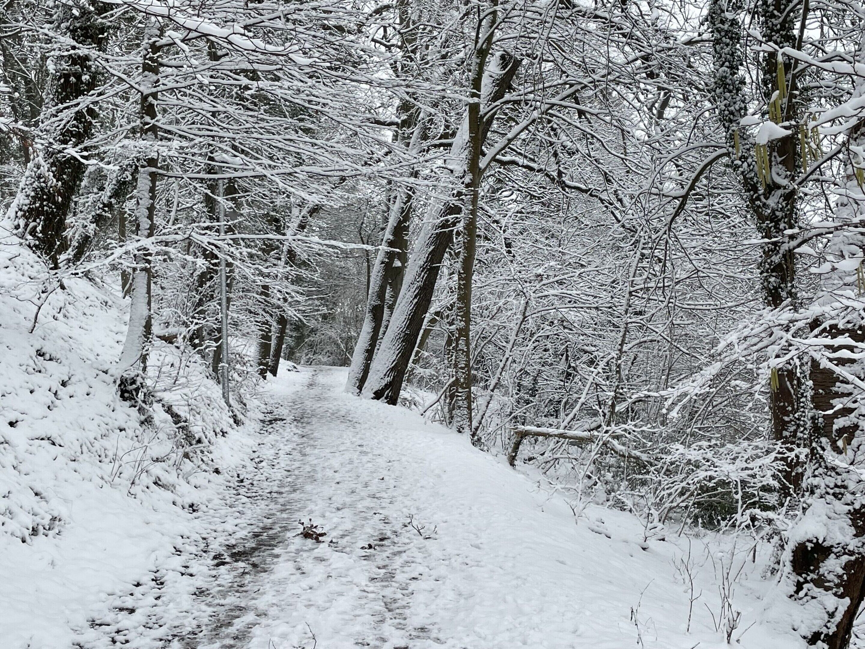 Un sentiero boschivo innevato.
