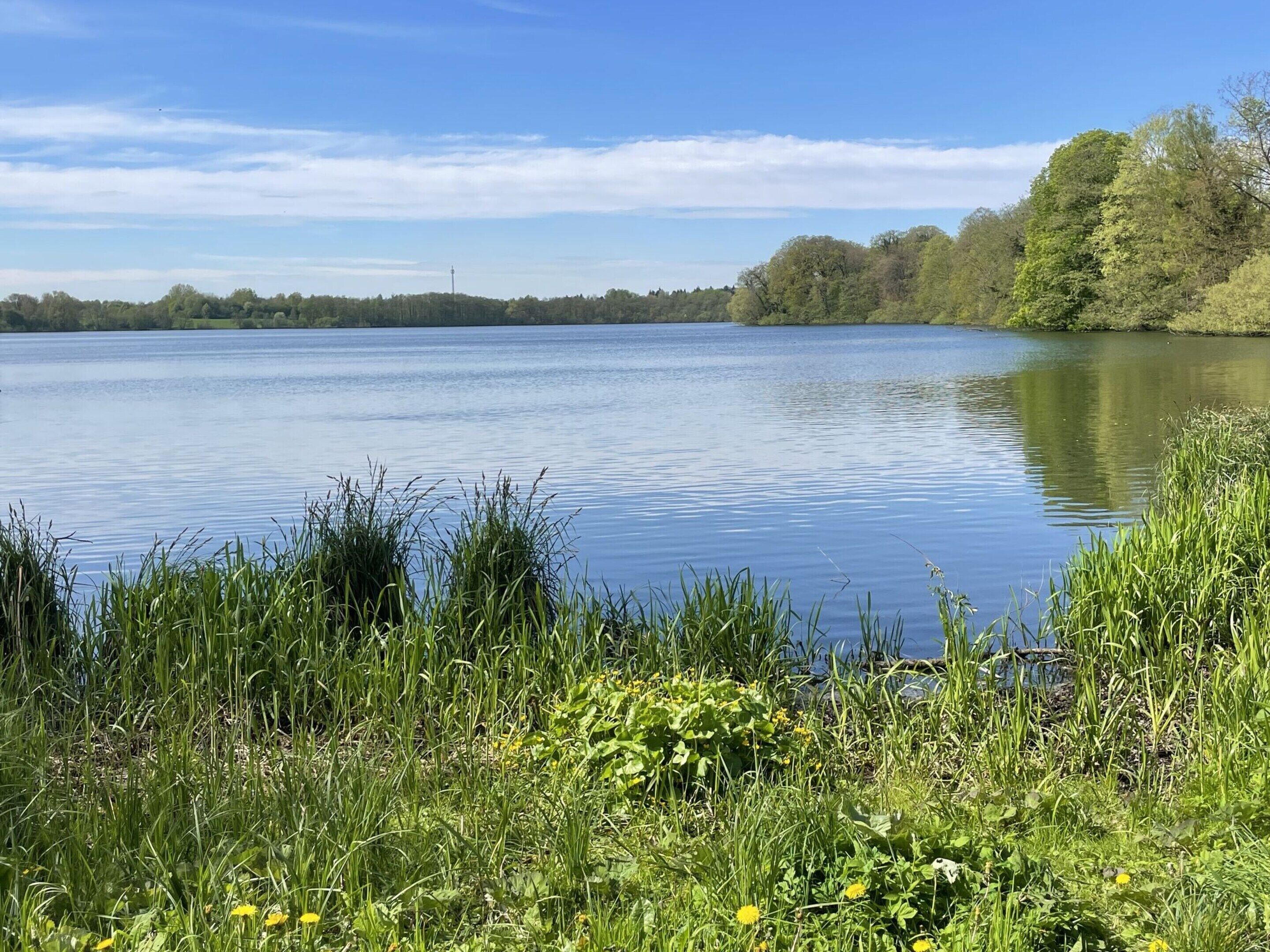 A calm lake with dense greenery and trees in the background.