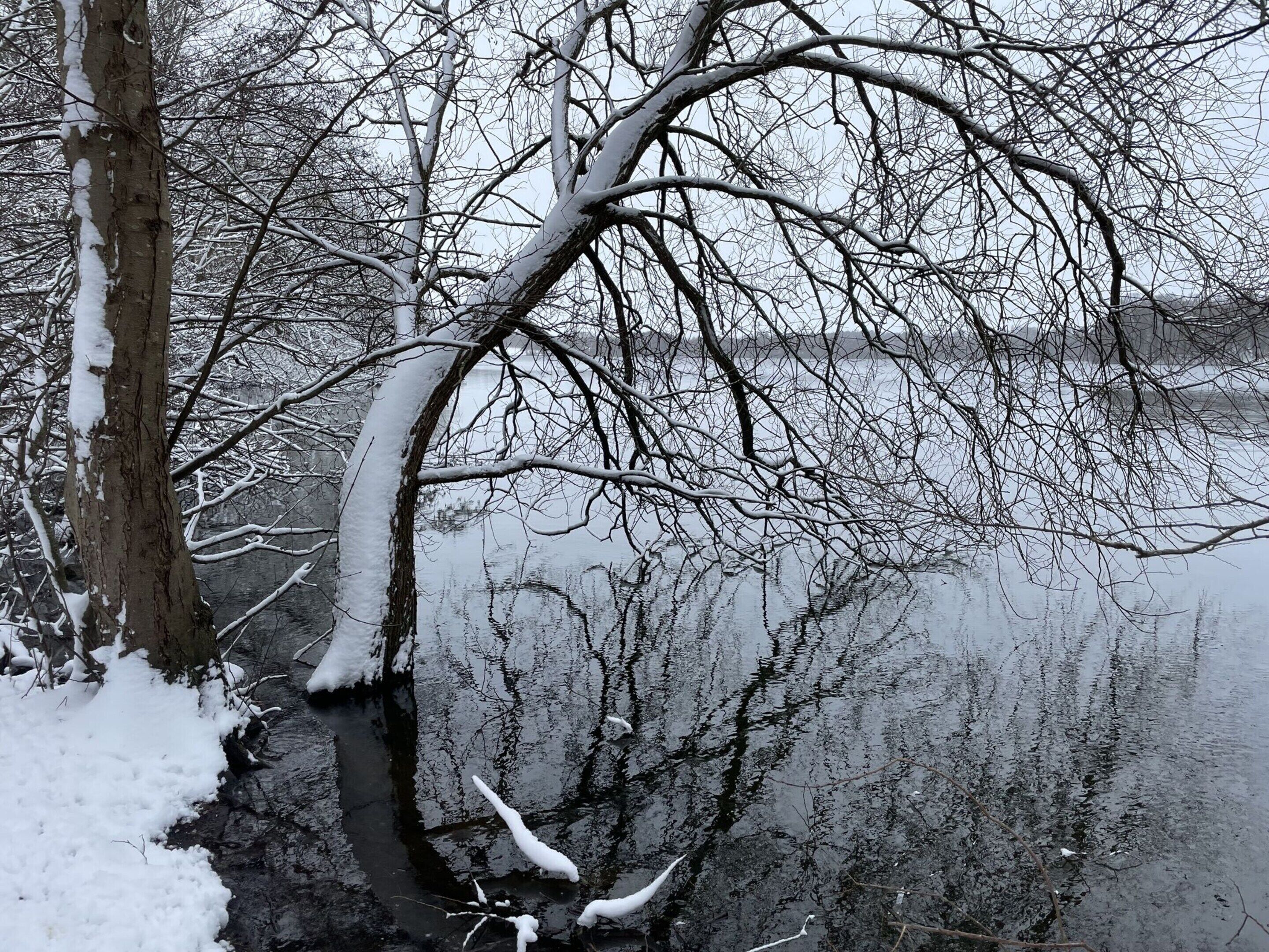 A snow-covered landscape with a frozen body of water, bare trees, and a snow-covered ground.