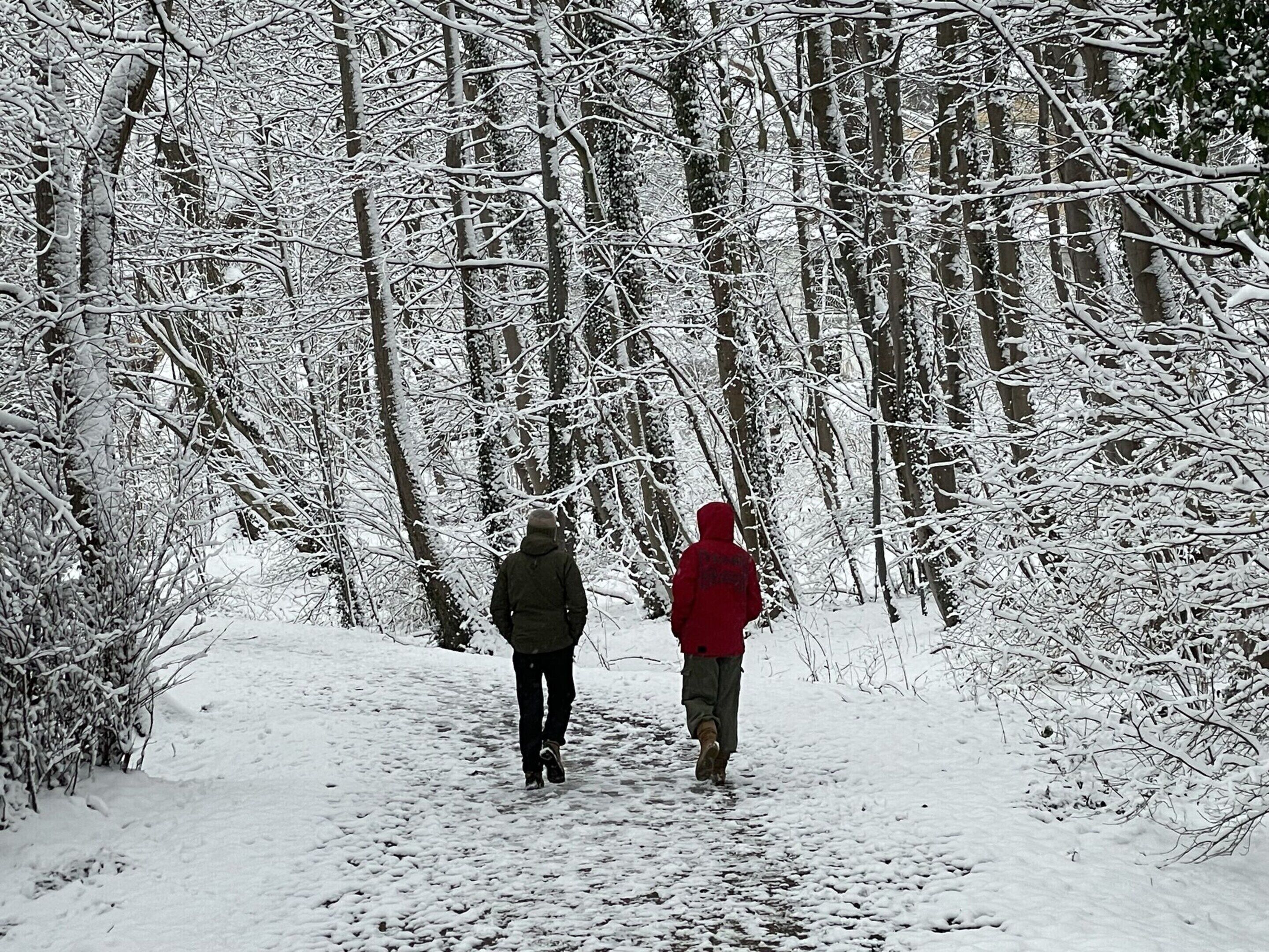 A snow-covered path in a forest.