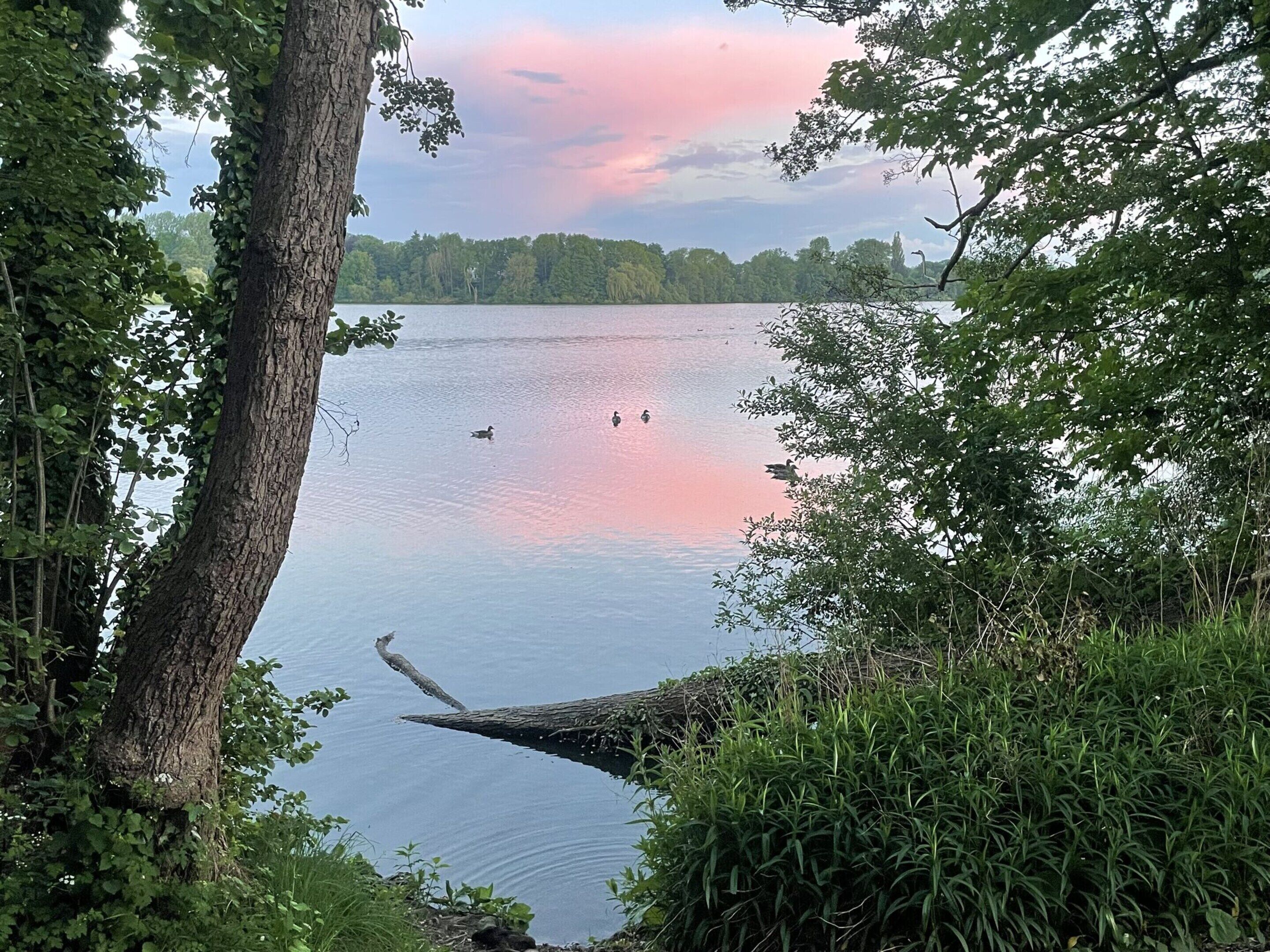 Un lac paisible où nagent des canards, entouré d’une végétation luxuriante et d’arbres.