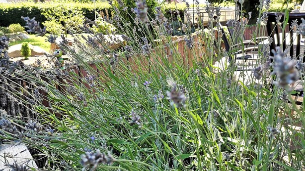 A garden with lavender plants and a wooden fence. - Apartment on a Farm Near Dusseldorf (Juechen)