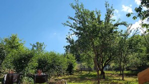 A garden with a wooden bench, a metal chair, and a variety of plants. - Holiday Home With Natural Garden (Kaltennordheim)