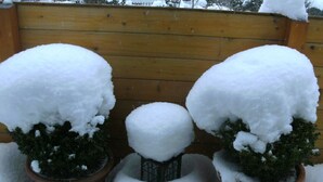 Three potted plants covered in snow, placed in front of a wooden fence.